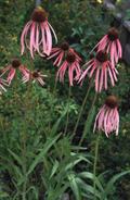 Echinacea angustifolia